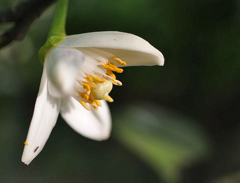 香橼花的花语;缘分