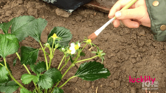 老师还带现场教授给小朋友们给草莓人工授粉的方法.