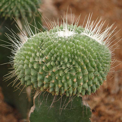 美绿园艺 白珠缀化 仙人掌 仙人球 多肉植物