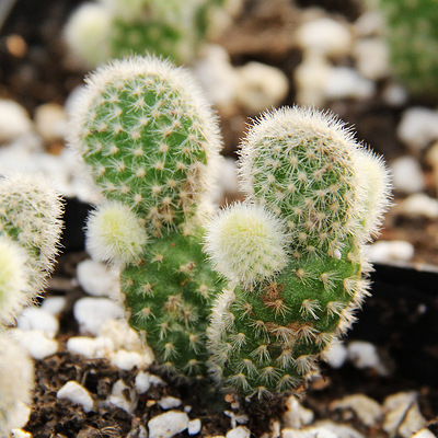 多肉植物-白毛掌【华灏园艺】像漫画中的兔子耳朵 室内绿植