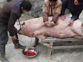 杀猪过程图片
