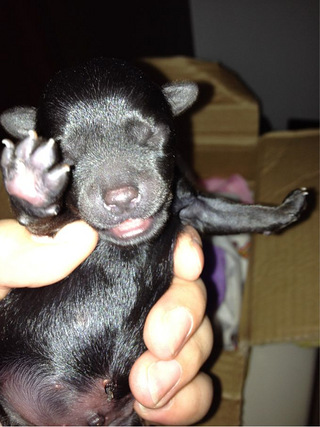 捡到两只刚出生的小黑狗求认养(上狗狗图片)已被领养