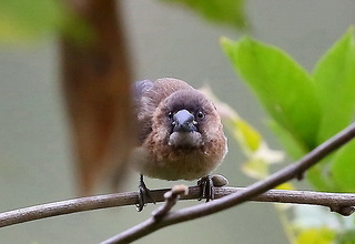 表情可笑的白背文鸟