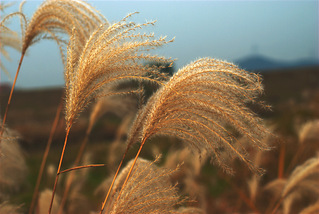 我也拍几张芦苇