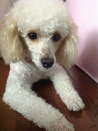 【转让】【白色贵宾 】找新主人啦!公狗~有靓照!