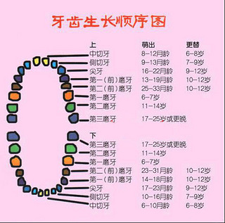 婴儿牙齿X图片