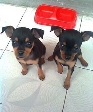 活体宠物狗幼犬纯种小鹿犬宝宝小鹿幼犬鹿娃娃犬迷你杜宾犬