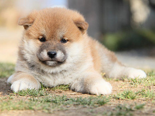 極品日本神犬秋田犬