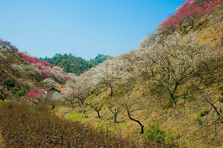 本週六3月15日自駕游去【安吉杭垓】看漫山遍野梅花