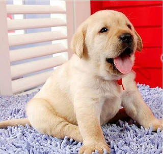 短毛中型猎犬拉布拉多犬 漂亮的宽嘴狗狗小拉拉出售