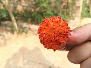 一碰就碎,流出红色的蜜汁,看样子就知道它不能运输,也无法  从村里树