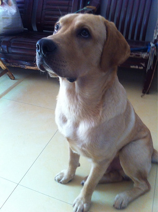 2岁半母拉拉求配种