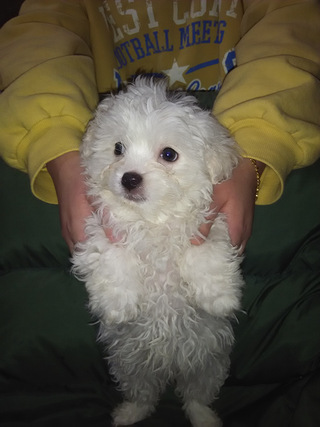 家养比熊串串,2个月大,还剩最后1只.(卖完啦,谢谢大家)