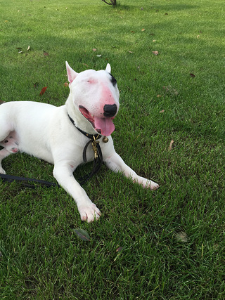 家养13个月白色海盗眼牛头梗忍痛转让