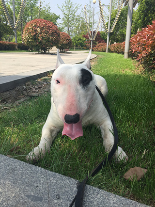 家养13个月白色海盗眼牛头梗忍痛转让