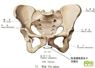 【耻骨是哪里】耻骨,孕妇耻骨是哪里,耻骨是什么位置-杭州19楼