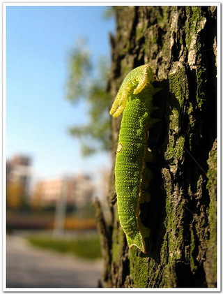 一步一步往上爬