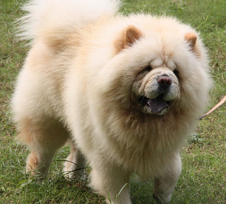 赛级白松狮金刚直子现接受对外配种-宠物相关交易区-杭州19楼手机版