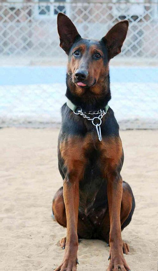 苏联狗品种图片