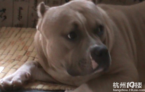 恶霸 秀比特犬 石头 乱拍 宠物讨论区 杭州19楼手机版