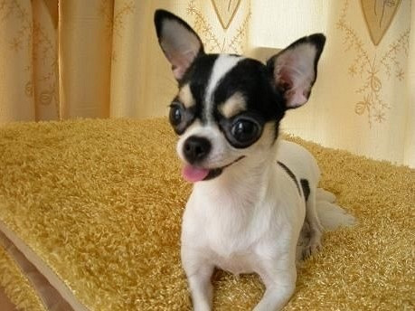 世界上最小的袖珍狗狗 吉娃娃幼犬找新家 家养出售 宠物送养区 杭州19楼手机版