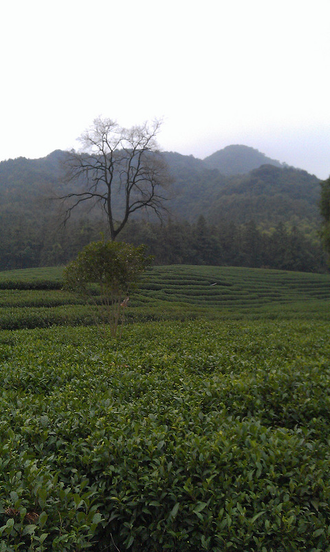 立於眾多西湖龍井茶中間的龍塢茶村一棵樹