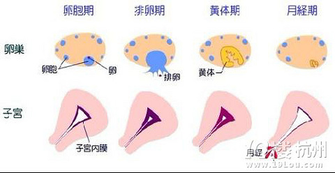 排卵期出血正常吗 孩爸孩妈聊天室 杭州19楼手机版