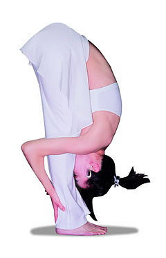 猫伸展式减肥瑜伽 塑造S身型(图)