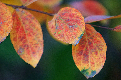 红、绿、黄···