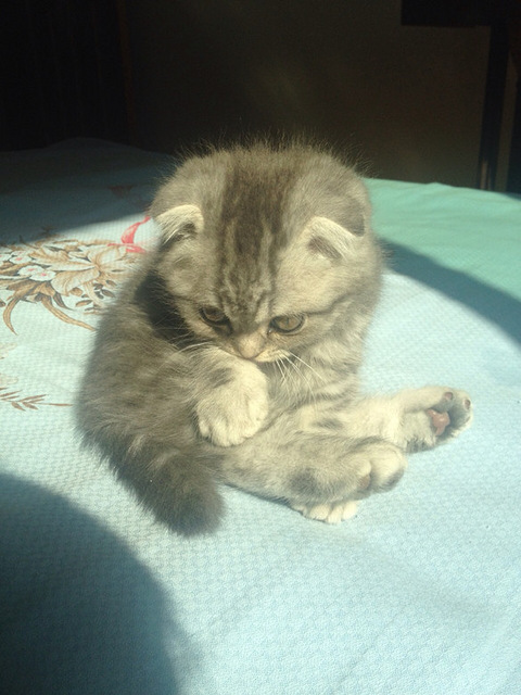 求推荐好的幼猫粮