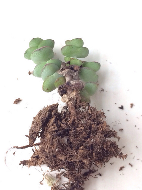 大家帮我看看,我的钱串叶片枯了后变硬是怎