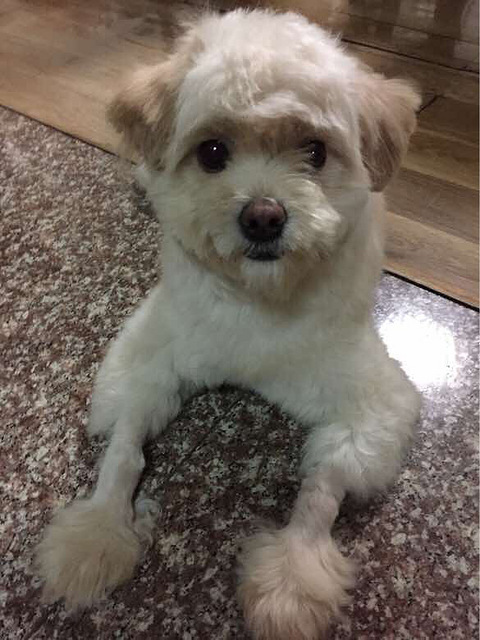 杭州城西古墩路国美电器这捡到狗狗一只,寻