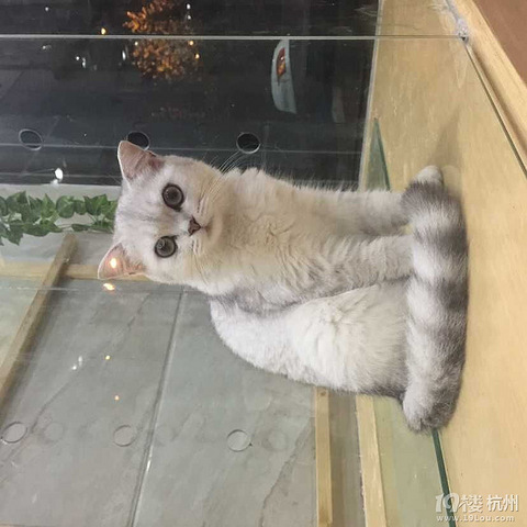Moe猫咖你知道吗 宠物新闻 宠物讨论区 杭州19楼手机版