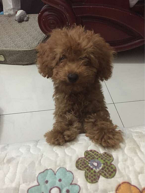 转让4个月泰迪,母,微小体型,毛色深,疫