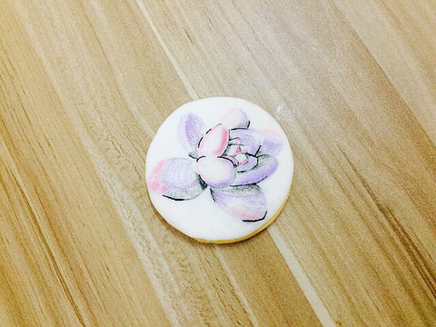 我的也是多肉,不过可以吃的,糖霜饼干