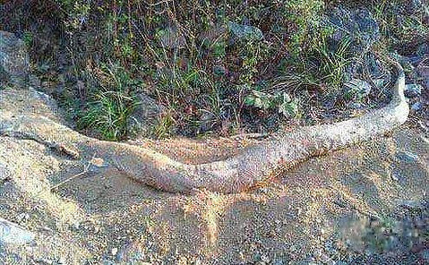 4米白蛇被雷活活劈死 惊动全村人