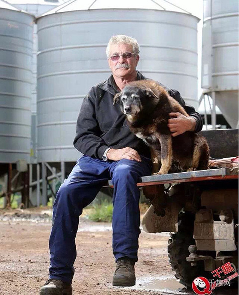 世界最长寿的狗去世!活了30岁相当于人类
