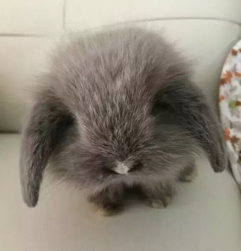 我前段时间买了一只垂耳兔,公的,黑色的