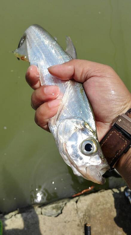 今天青山湖的魚獲,晚餐直接上桌,翹嘴白條