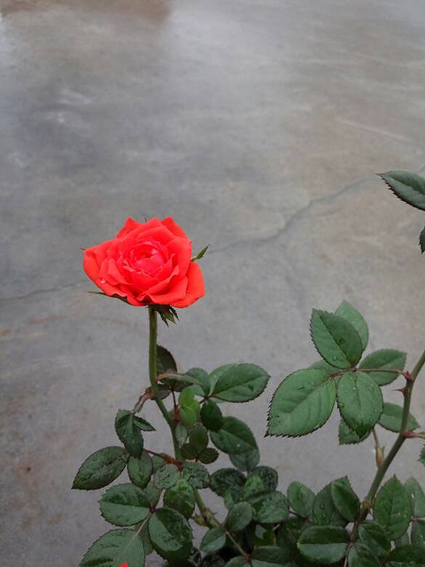 阳台小玫瑰月季钻石月季小欧月