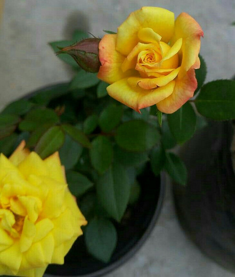 小玫瑰月季小欧月微型月季花卉