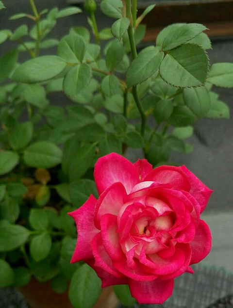 节日送礼还不如送小玫瑰月季小欧月