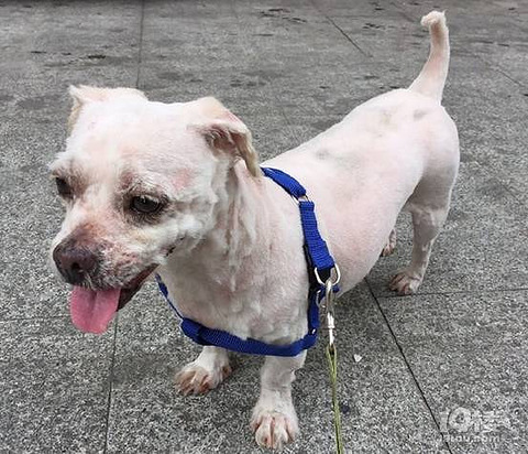 7月18日免费领养 梗犬 金哈串 泰迪串 白猫 狸花猫 三花猫 宠物送养区 杭州19楼手机版