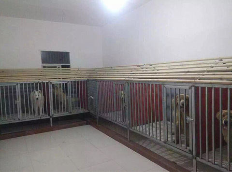 杭州美育金毛犬舍寄养