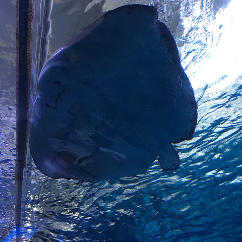 大宝&小宝一起粗发,超轻松自由行--记济州岛亲