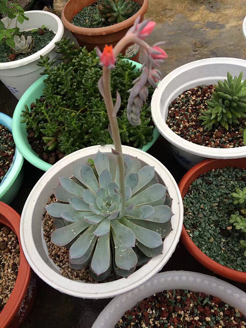 【抢票活动】晒晒家中的花盆