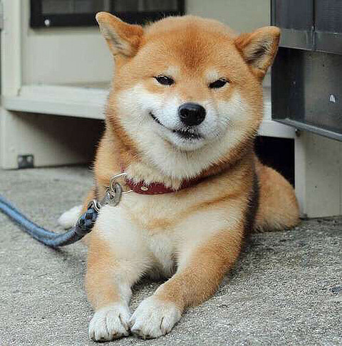 给你一个耿直的微笑