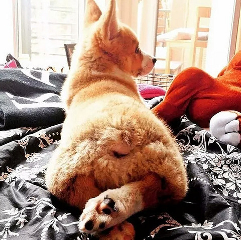 如何训练柯基拒食