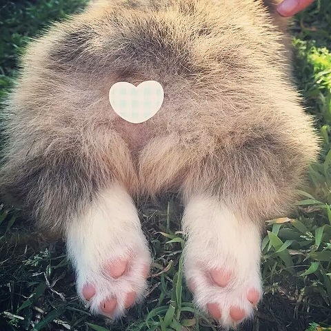 如何训练柯基拒食