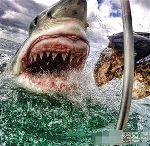 动物界十大恐怖之王:狮子相比之下弱爆了